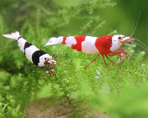 Black Bee Shrimp