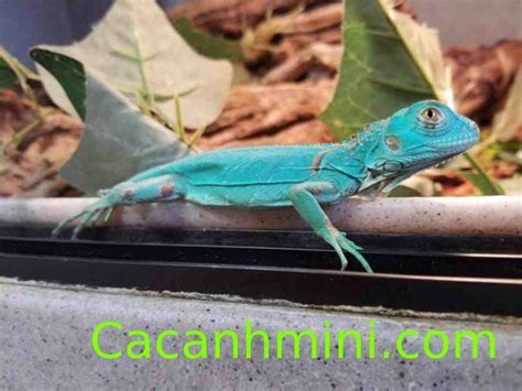 A Blue And Green Lizard Sitting On Top Of A Window Sill