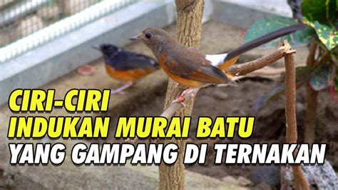 Ciri Indukan Murai Batu Betina Yang Bagus Dan Mudah Untuk Di Ternakan