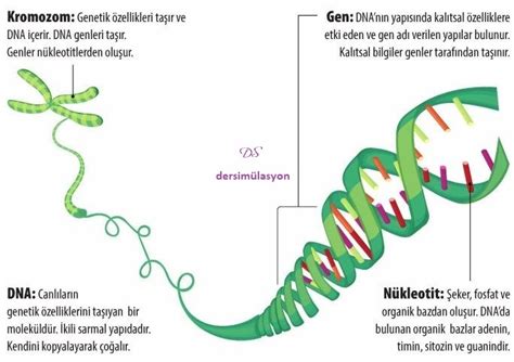 Dersimülasyon 8 Sinif 2 Ünİte Dna Ve Genetİk Kod 1 BÖlÜm Dna Ve