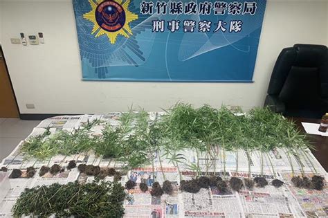 新竹男上網自學私設大麻農場 來不及採收就被抄 專業手法曝光 社會 中時