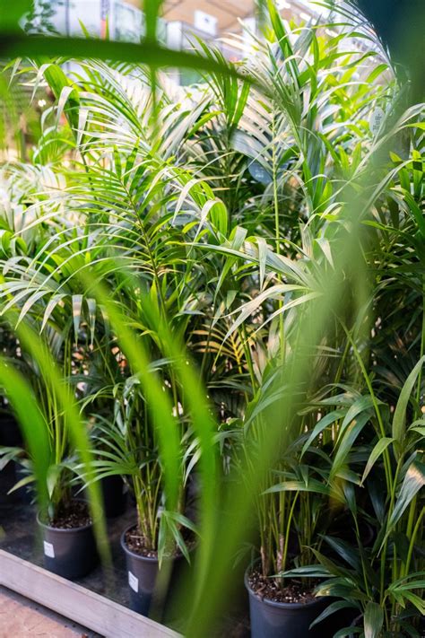 Ontdek De Groene Oase Van Allerlei Soorten Kamerplanten Intratuin Duiven