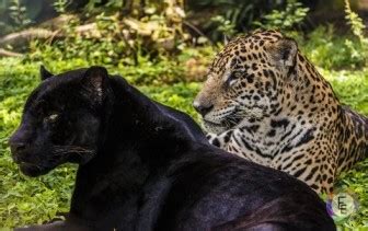 Difference Between Panther and Jaguar - Difference.Guru