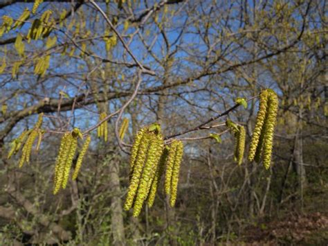 Hop Hornbeam Ostrya Virginiana