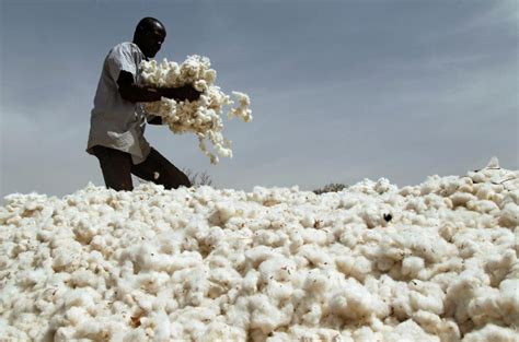 Tanzania S Cotton Revolution Doubling Production For Economic Growth