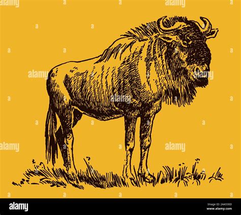 Blue And White Bearded Wildebeest Stock Vector Images Alamy