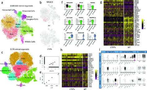 Identification And Characterization Of Cell Populations Present In Wt