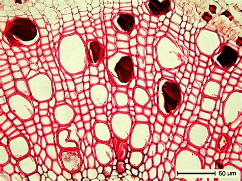 Stem Internal Anatomy