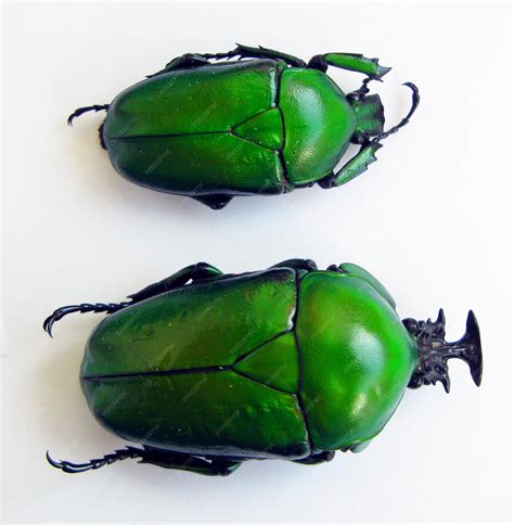 Green Beetle Insect