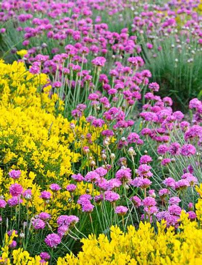 Armeria Maritima Sea Thrift