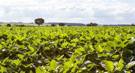 Early Spring Herbicide Timing For No Till Soybeans Bayer