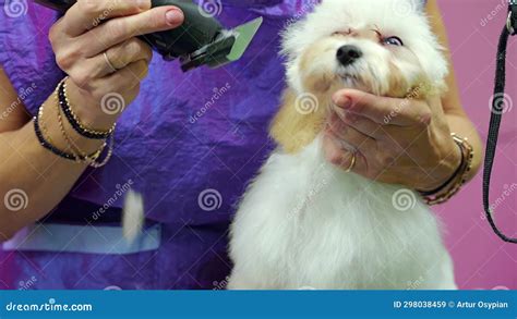 Pet Care Furry Puppy Receiving A Stylish Haircut At The Pet Spa