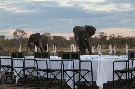 Elephant S Eye Elephant S Eye Hwange National Park Zimbabwe