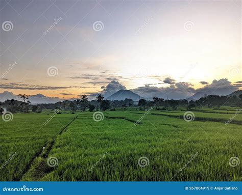 Landscape Ricefield Sunset Stock Image Image Of Ricefield 267804915