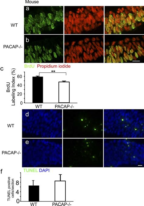 Pro And Anti Mitogenic Actions Of Pituitary Adenylate Cyclase