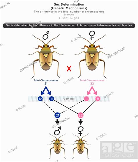 Sex Determination Genetic Mechanisms By Difference In Total Number Of
