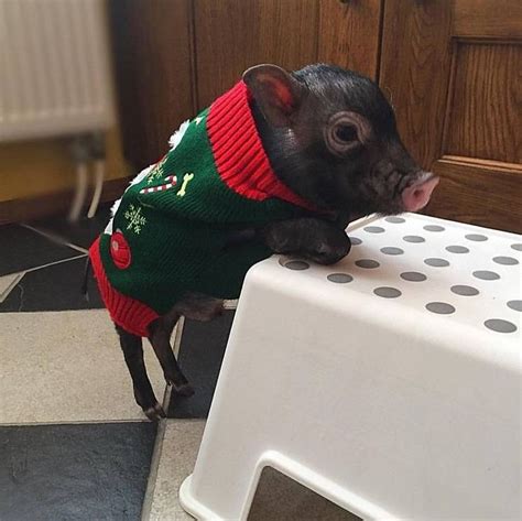 Meet Gaston: The Cutest Little Piglet