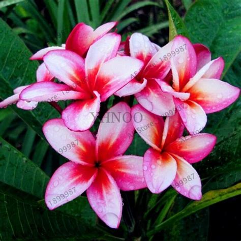 20x Frangipani Plumeria Rubra Seeds Free Shipping Up