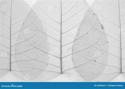 Black and White Image of Banyan Leaf Veins Stock Image - Image of isolated, heart: 94280631