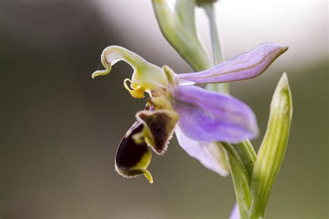 Ophrys Apifera Tim Lenhardt Flickr