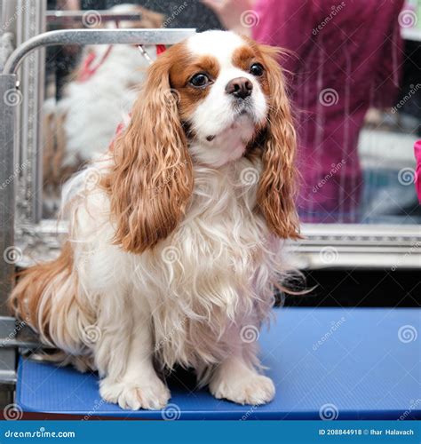 The Cavalier King Charles Spaniel Hairy Sits In Front Of A Haircut In