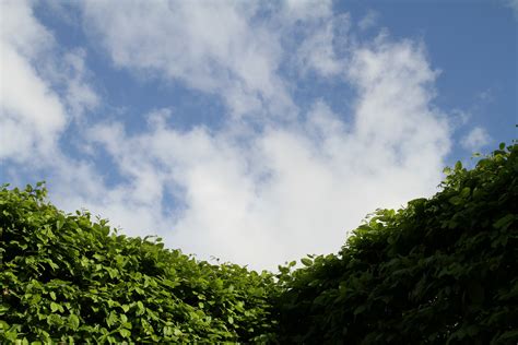 Gratis Afbeeldingen Landschap Boom Natuur Bos Gras Wolk Fabriek