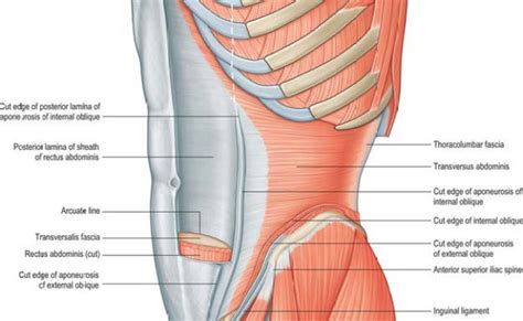 Anatomy Dissection Of The Anterior Abdominal Wall Otosection