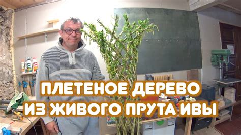 Плетеное дерево из живого прута ивы. Плетение из ивы - YouTube