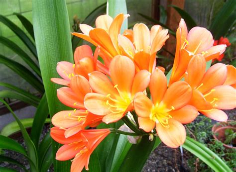 Clivia – Afriflowers