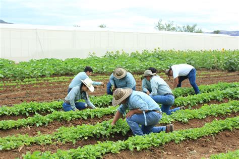 Pequeños y medianos productores agrícolas serán beneficiados con