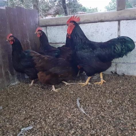 Ovos Galados Rhode Island Red Poedeira Colonial Dúzia Parcelamento