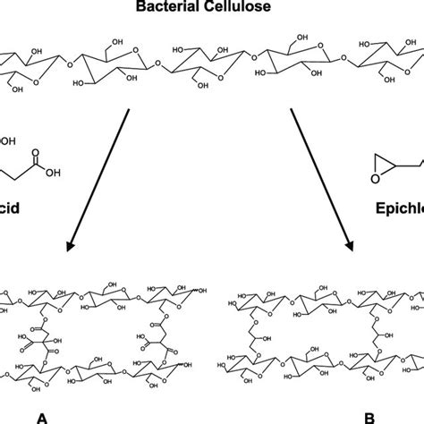 Schematic Crosslinking Mechanism Between The Hydroxyl Groups Of The