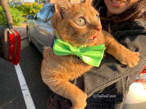 Potato Cat Has Become The New Star Of The Internet And All Thanks To