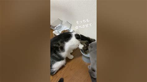 子猫動画 晩ごはん横どり マンチカンのラピちゃんとブリティッシュのあおくん Youtube