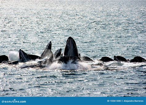 Humpback Whales Bubble Net Feeding Stock Photo Image Of Humpback