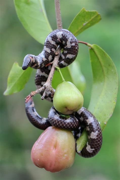 Serpent With Apple Tree