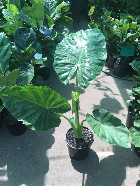 Alocasia ‘taro Elephant Ears Westlake Nursery