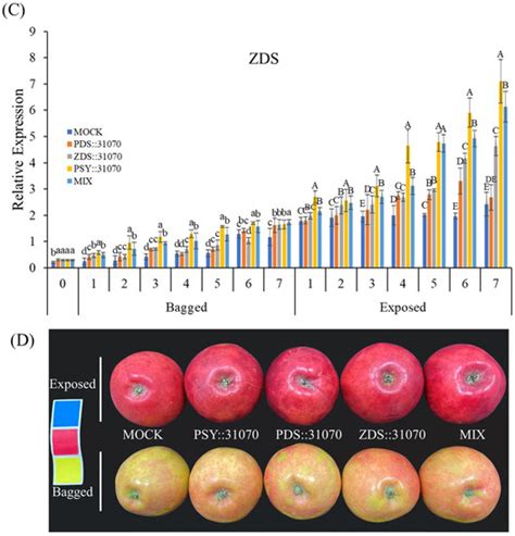 Ijms Free Full Text Light Induces Carotenoid Biosynthesis Related