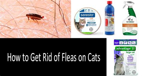 Best Flea Treatments For Cats Top 8 Drops Pills Sprays And Shampoos 2022