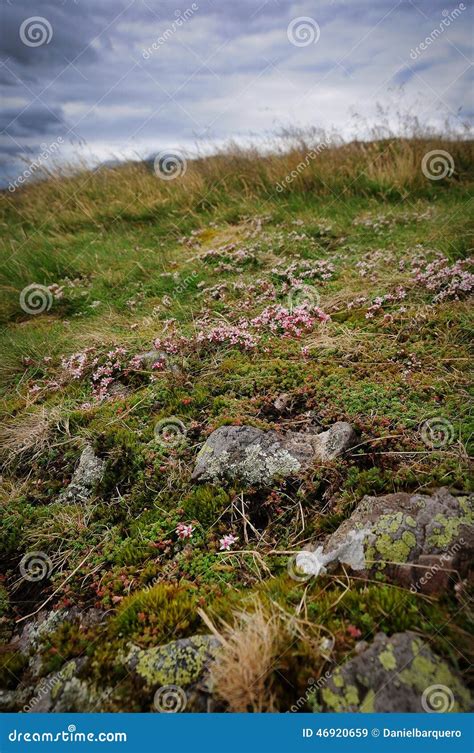 Scottish Highlands Vegetation Stock Image - Image of nature, live: 46920659