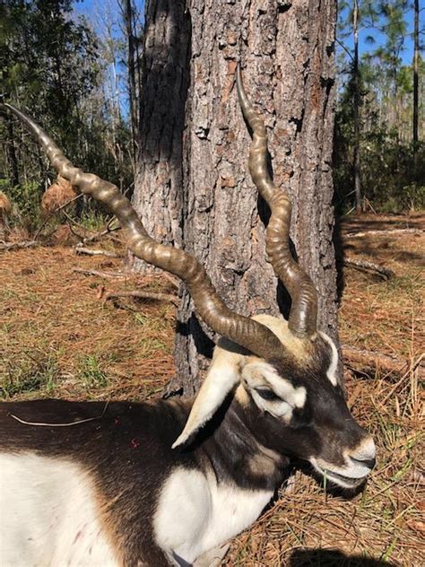 Page Cypress Ridge Hunting Preserve Exotics Hunts Photo Gallery