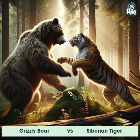 Grizzly Bear vs Siberian Tiger: See Who Wins | Animal Matchup