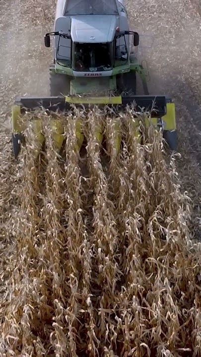 Claas Lexion Harvesting Corn 🌽 Youtube