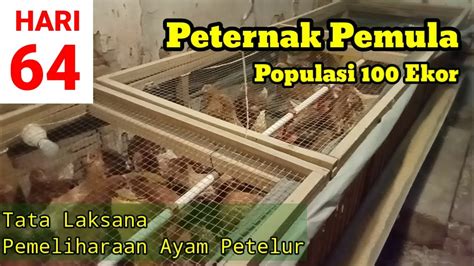 Memelihara Ayam Petelur Dari Doc Sampai Produksi Umur 64 Hari Youtube