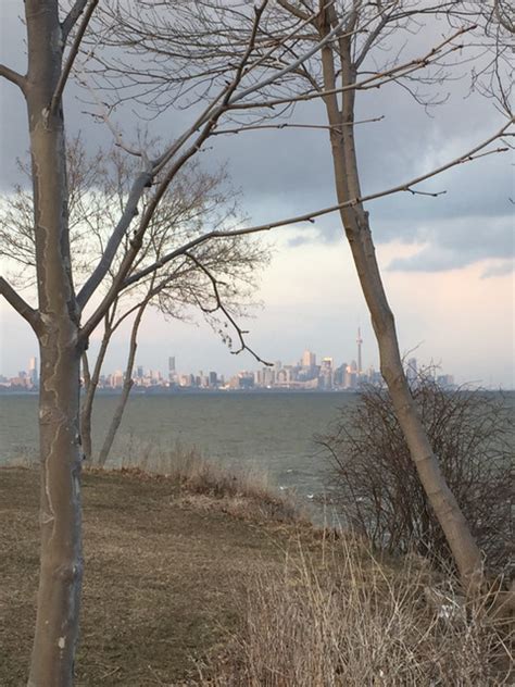 Inspirations For December Naked Trees Mama Cormier