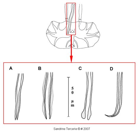 Albums 90+ Pictures Spicules Are Skeletal Structures Found In Many Members Of Which Animal ...