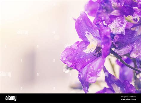 Larkspur Flowers Delphinium Elatum Stock Photo Alamy