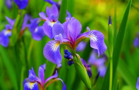 Siberian Iris | Complete Growing and Care Guide