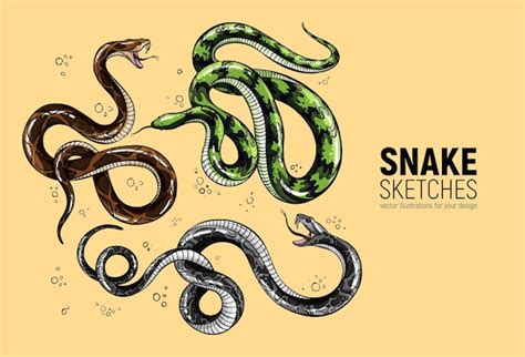 premium vector set  handdrawn snake sketches