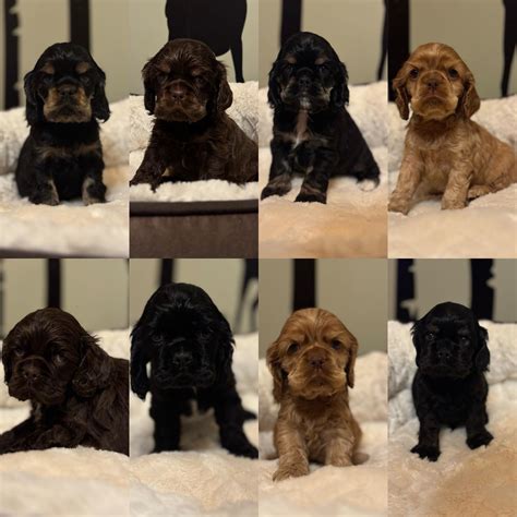 Lakes Area Cocker Spaniels | Pillager MN